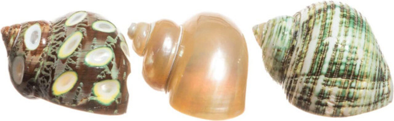 Hermit Crab Shells 2"-2.5" Turbo Shells 1 Spotted Brown, 1 White Pearlized, & 1 Green Turbo Shell